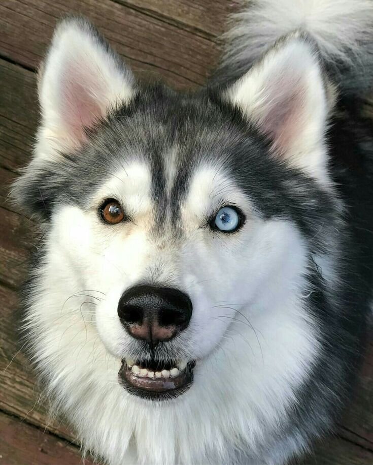 Фото из свободных источников