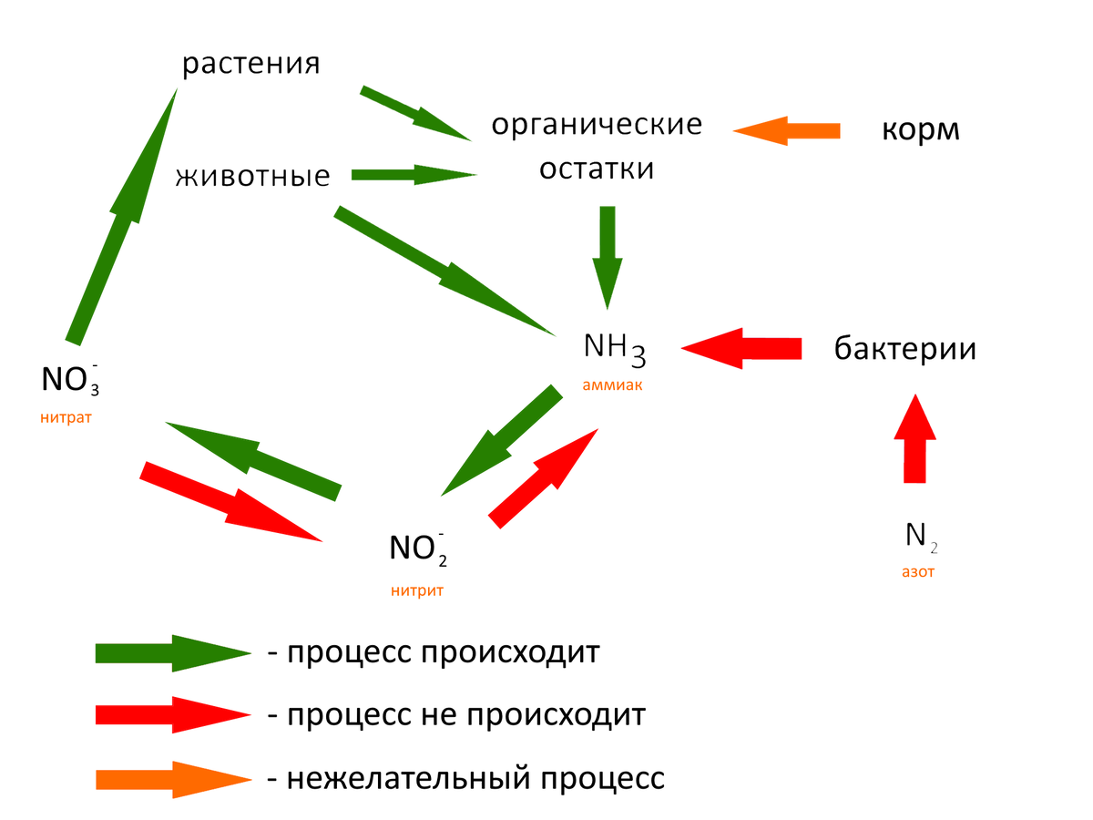 Азотный цикл в аквариуме фото