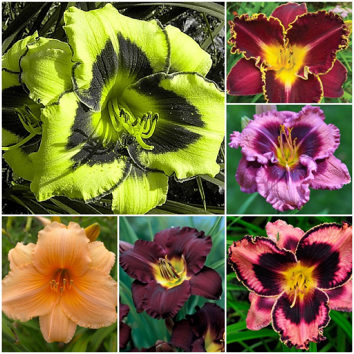 Фотоколлаж из картинок взятых из Яндекс картинки.