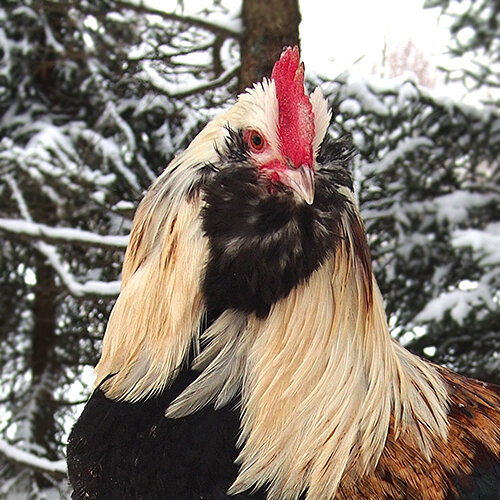 молодой петушок зима 2021г