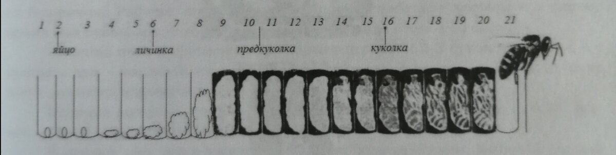 Фото с книги пчеловодство. 