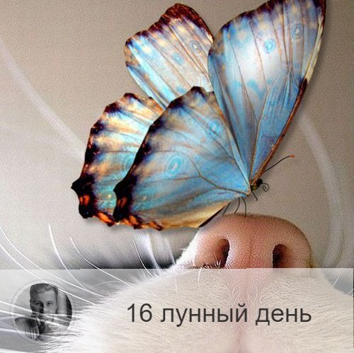 Подписывайтесь на наш канал, друзья!
16-ый лунный день с 16:27 26-ого по 17:56 27-ого. 🔆 Время гармонии души и тела.
🕊 Символы дня - голубь, бабочка.
🎂 Люди, рождённые в этот лунный день, обладают крепким здоровьем и долголетием, не осуждают других, любят природу, обладают богатой фантазией и уважаемые окружающими.
💍 Камни - турмалин, изумруд, жемчуг.
🌞 Очень гармоничный, светлый, спокойный день. Главная задача сегодня — сохранять благодушие и внутреннее равновесие, нельзя проявлять агрессию, повышать голос, включать громкую музыку, вести себя вызывающе. Эти лунные сутки идеальны для тихого домашнего времяпрепровождения и занятия бытовыми делами, это период скромности и сдержанности. Очень благоприятно выбрать этот день для крещения.
✅ Рекомендуемые практики: гармонизирующие упражнения.
В это день полезно выполнять физические упражнения, которые способствуют гармонии.
💊 Полезны любые очищающие процедуры для тела и уборка дома; благоприятны процедуры, направленные на лечение заболеваний крови и физические упражнения.
❌Запрещено: ругань, зависть, злоба.
В этот день нельзя кричать и вести себя бесцеремонно. Зависть, агрессия, злоба могут перечеркнуть эффект всех предыдущих практик и со временем привести к заболеванием крови. Нежелательное употреблять грибы, животную пищу и продукты, удлинённый формы.
⭕️Уязвимые органы: селезёнка.
Сегодня рекомендуется чистить селезёнку – орган, отвечающий за иммунную защиту организма.
⚠️ Знак:
Если в этот день испачкалась одежда, то вы совершили какой-то неблаговидный поступок и замарали свою душу. Нужно проанализировать свое поведение и попросить прощения у того, с кем поступили неправильно.
💤 Сны помогу справится с напряжением и комплексами.

—————
✓ Помогаю сделать лучший выбор
Олег Персидский ⇨ numeromagic.ru/uslugi