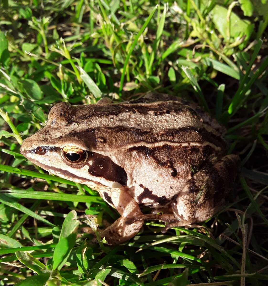 Фото автора. Жабы - мои подружки в саду и огороде. Смотрите, сейчас моргнет!