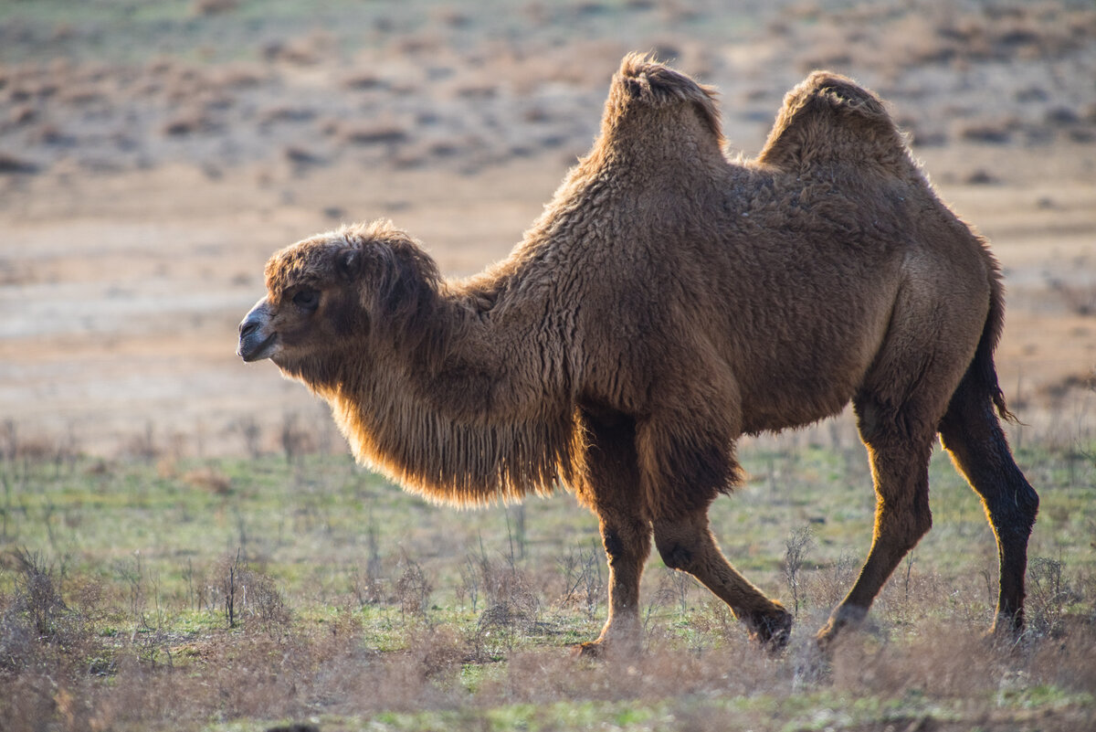 Верблюд: поза для расслабления и снятия нервного напряжения