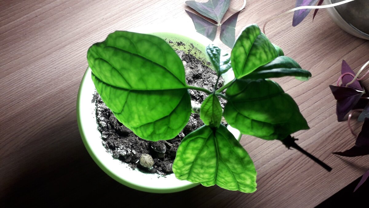 Черенок клеродендрума 1 год