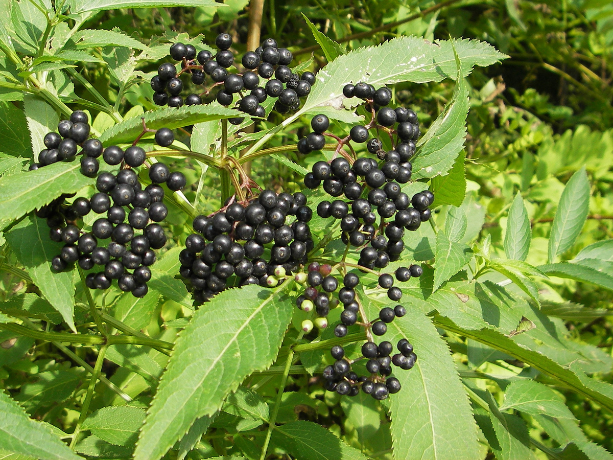 Бузина чёрная (Sambucus nigra) 