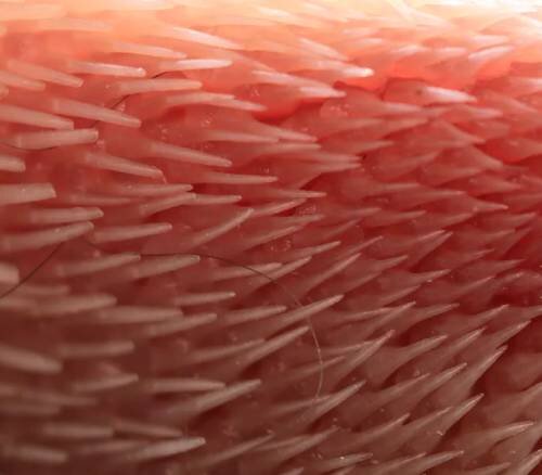 Помощь в сборе мясной пищи