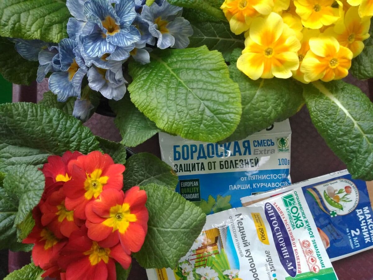 Арсенал химических средств в окружении цветущих пока примул.