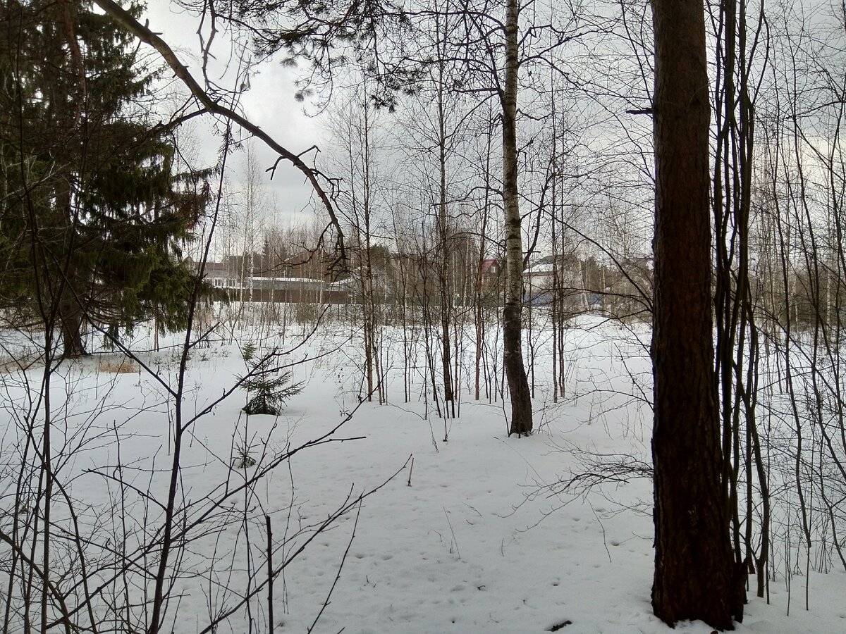 Фото автора. Сельский пейзаж. Вид из леса.