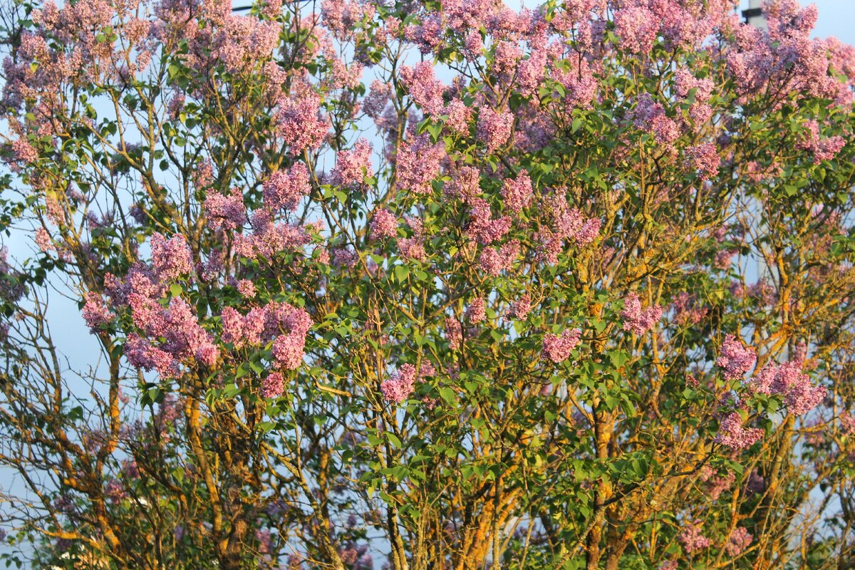 заросли сирени