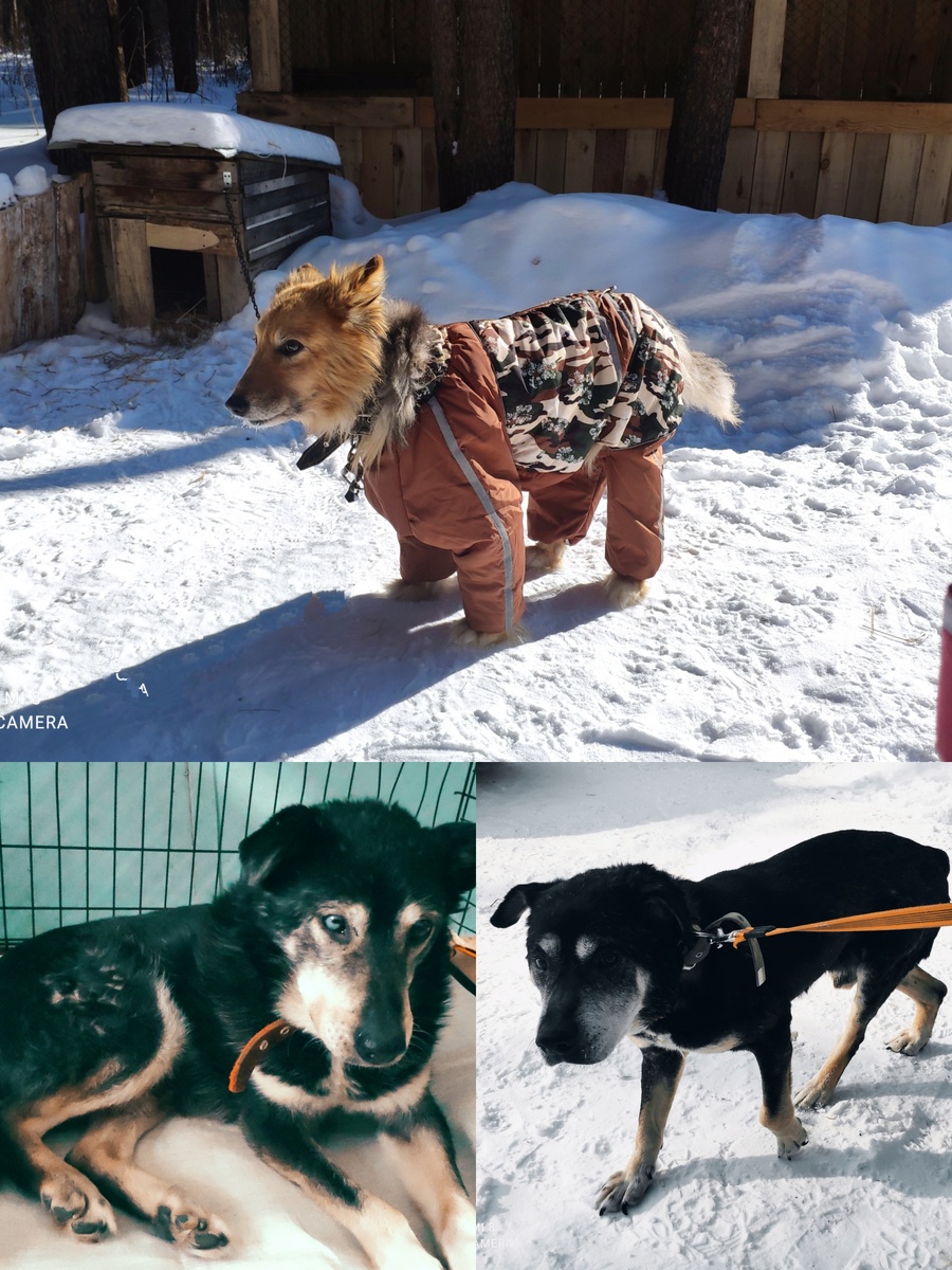 Прямо, как  верных три мушкетера   при Снежной королеве