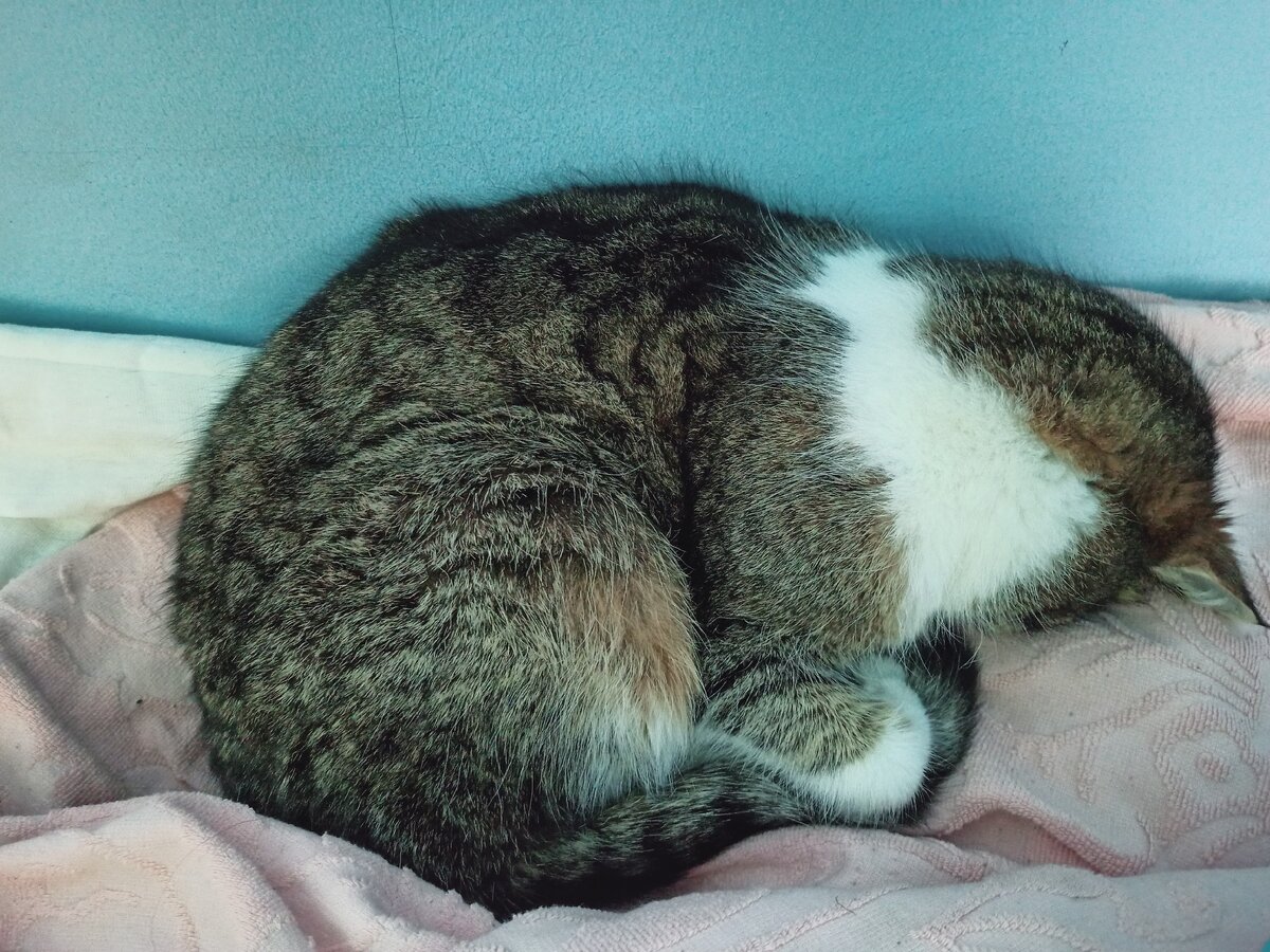 Кот сегодня не стремится помогать в кухонных делах