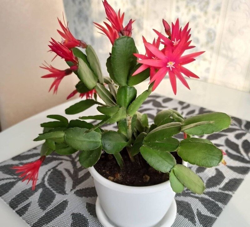 Источник фото https://www.instagram.com/p/CMQ0orKFFH2/