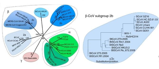 Кластер коронавирусов, циркулирующих у летучих мышей и вызывающих атипичную пневмонию [2]