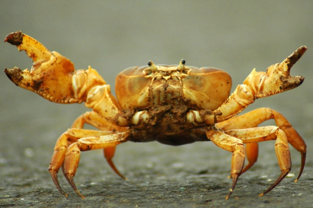 Класс ракообразные