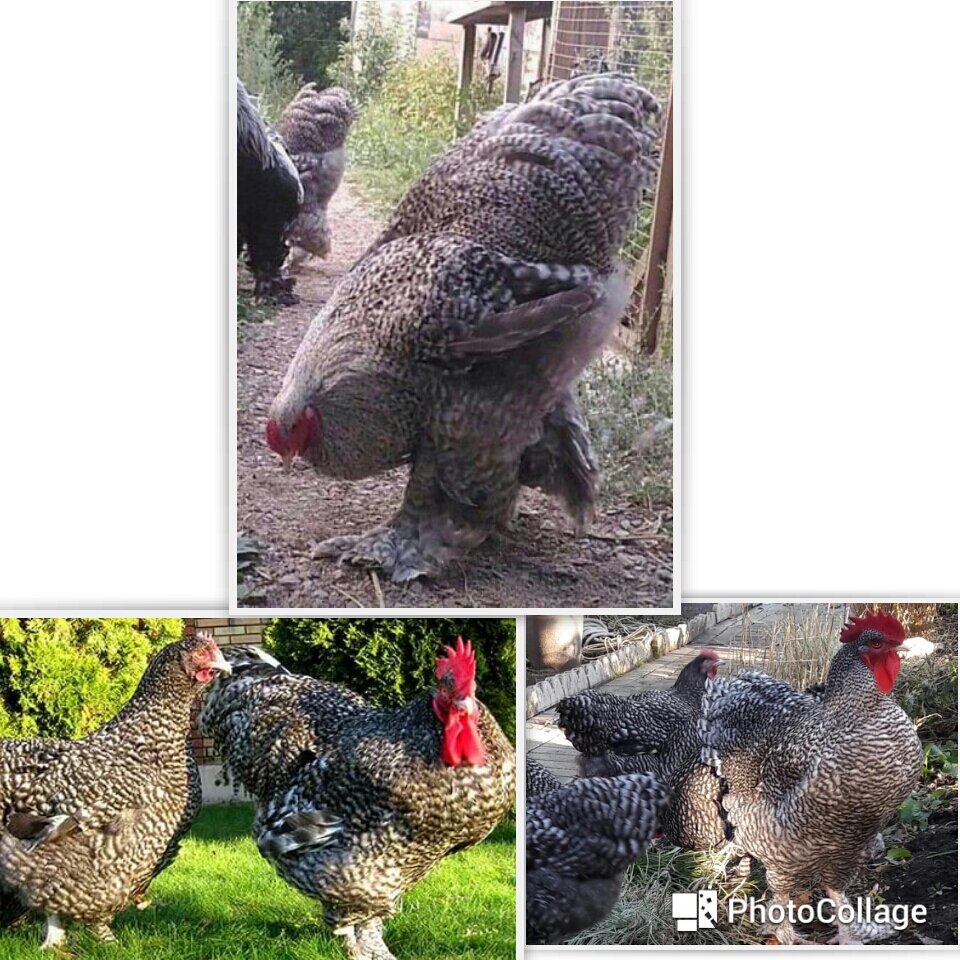 Фото с интернета 