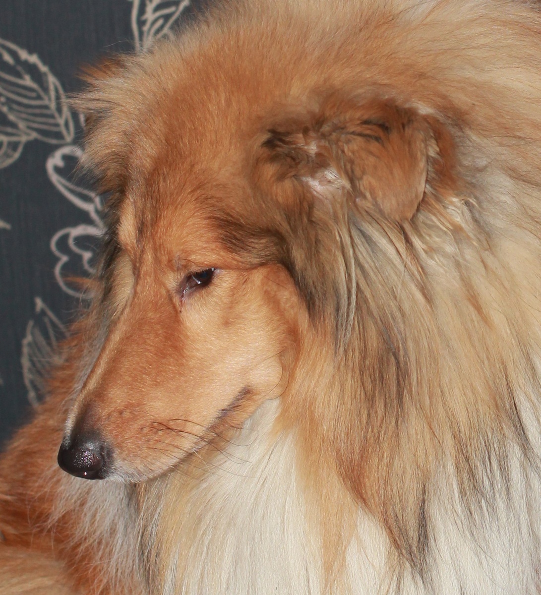 Шотландский балбес