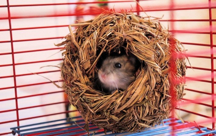 Джунгарский хомяк