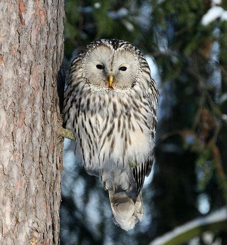 Длиннохвостая неясыть...