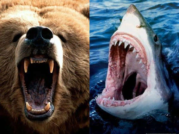 кто победит акула или медведь