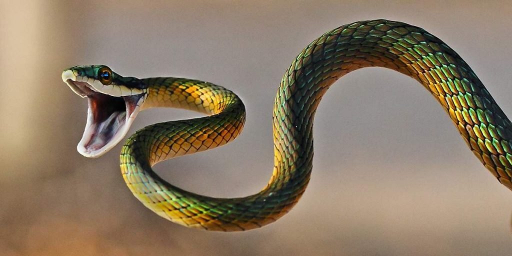  Змеи пресмыкаются, а ящерицы бегают.