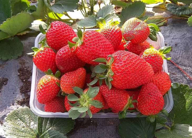 Отличный урожай клубники.