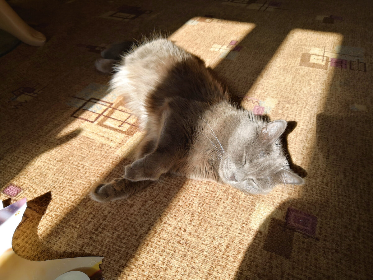 Пуся на солнышке