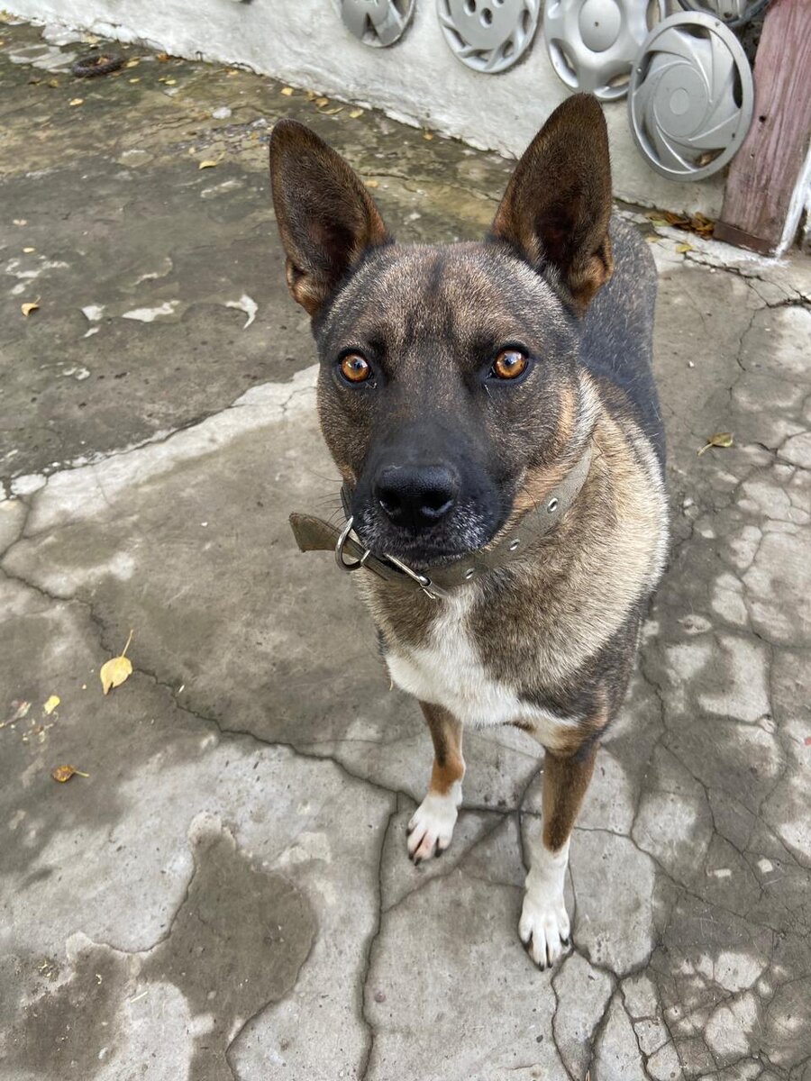 наглая избалованная моська