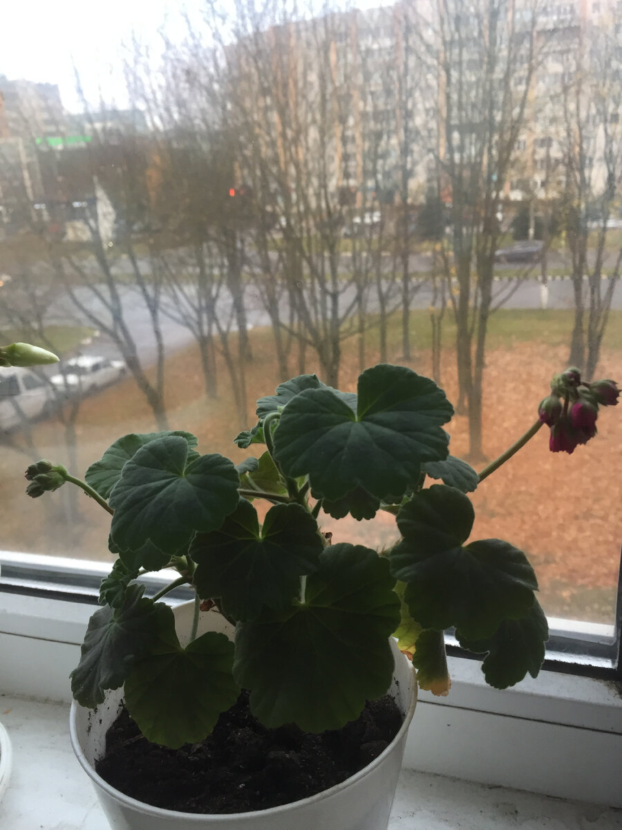 Здесь три цветоноса. Фото автора.