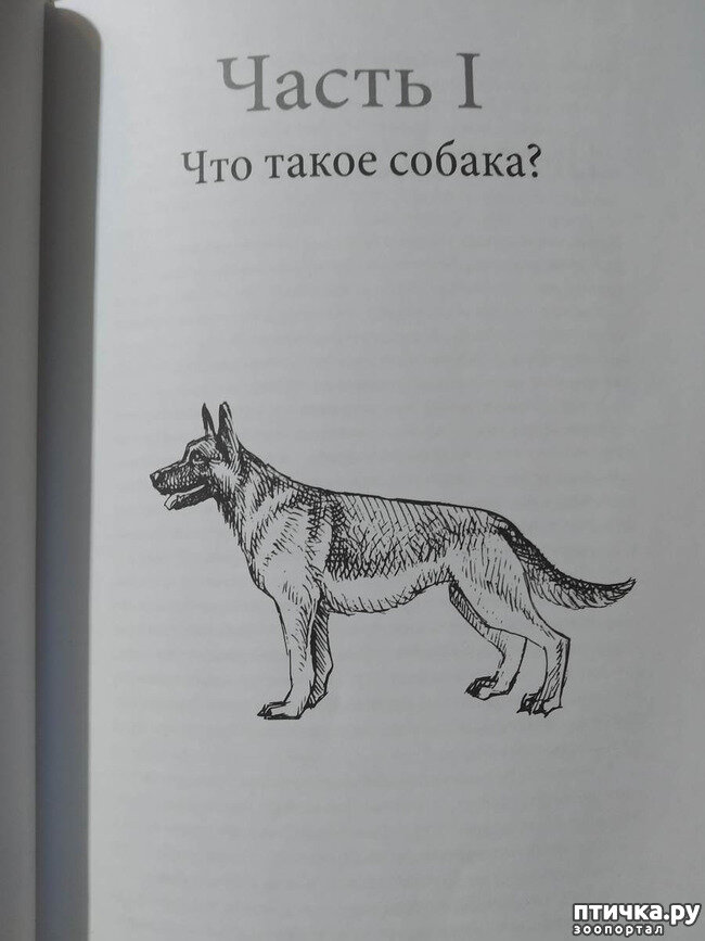 Бесконфликтная дрессировка - Страница 4 - Клуб Белой Швейцарской Овчарки