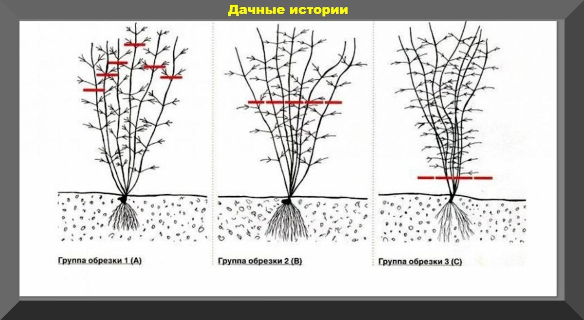 Обрезка клематиса: правила и советы для трех групп, схемы, видео от экспертов