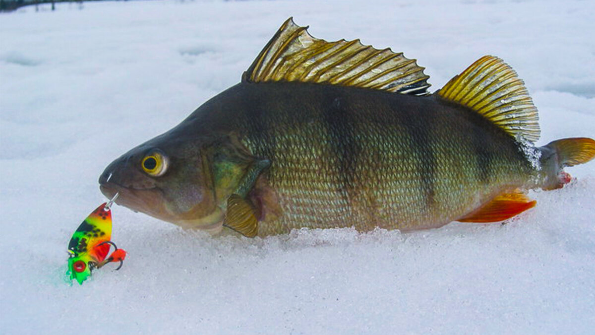 Окунь на "цикаду" зимой