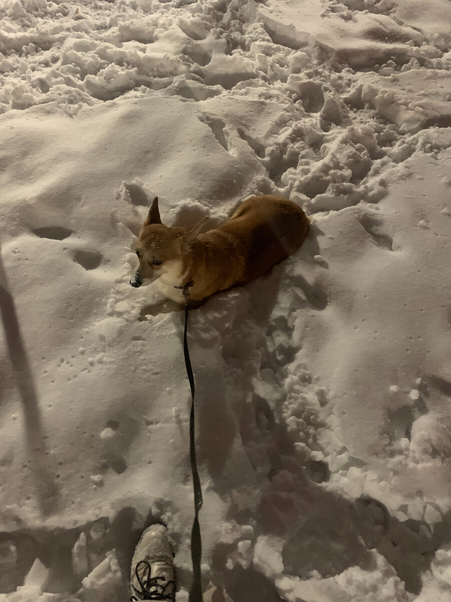 Вечером ложилась в снег.. может пыталась обезболить...холодом