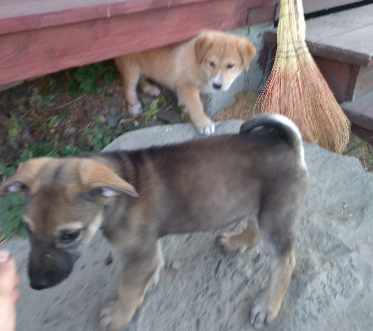 Наши Альфа (на переднем плане) и Бета (та, что под крыльцом). Веник просто оказался в кадре)