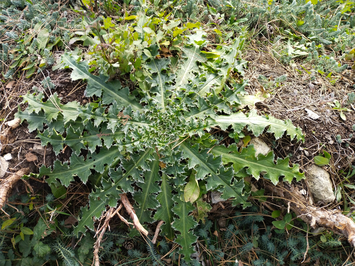 Как сорняки бывают привлекательны! Фото автора канала