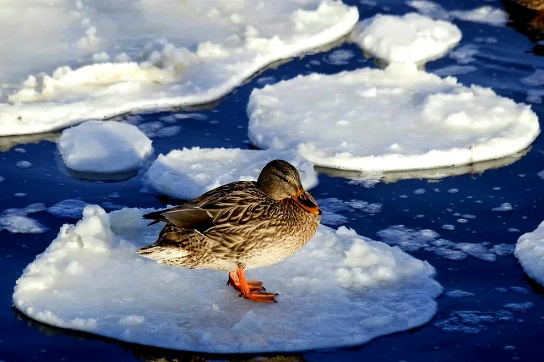 Из-за повышенной температуры в городе и подкормки от людей, многие водоплавающие птицы в мегаполисах вообще перестают улетать на зимовку.