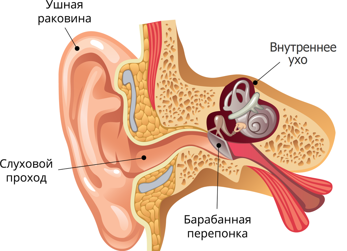 После чистки ушей заложило ухо что делать. Евстахиева труба среднее ухо. Евстахиит барабанная перепонка. Гломусная опухоль среднего уха.
