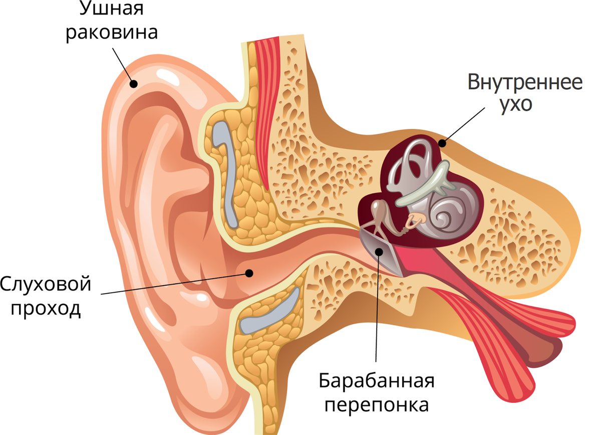 Как выглядит ухо ребенка внутри Отит лечение в клинике Атримед / Уфа