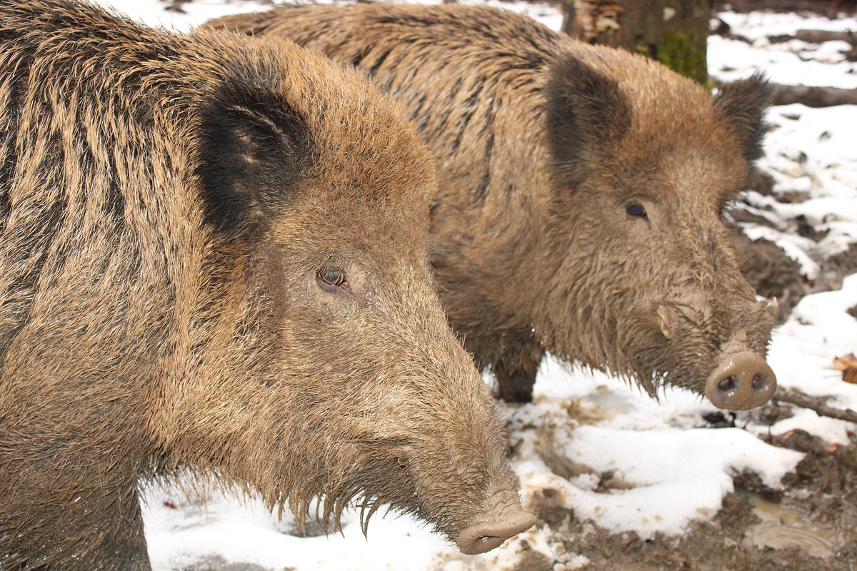 - Что он сказал? Сало? Вась, пойдем отсюда... 