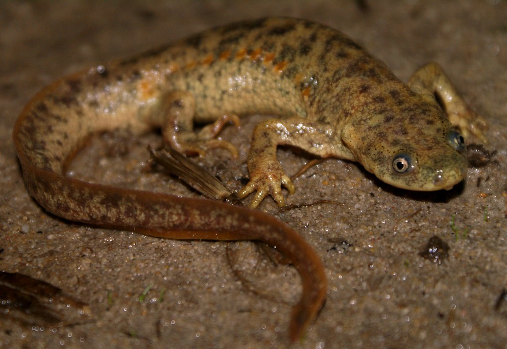 А чего сразу "фу, мерзость!" ?.. Когда за тобой охотится орда хищников, обычно не до красоты внешности!