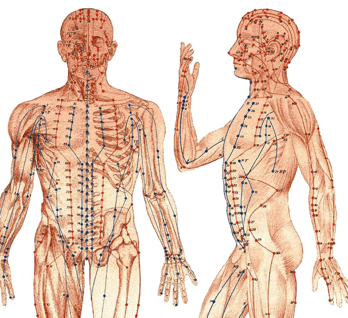 Атлас акупунктурных точек и меридианов в цветном изображении