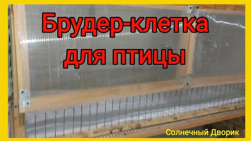 Что такое брудер для цыплят?