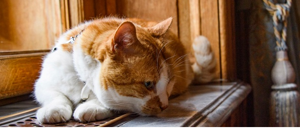 Пишу только о хорошем. Крымский мост построил. Теперь изучаю Крым.