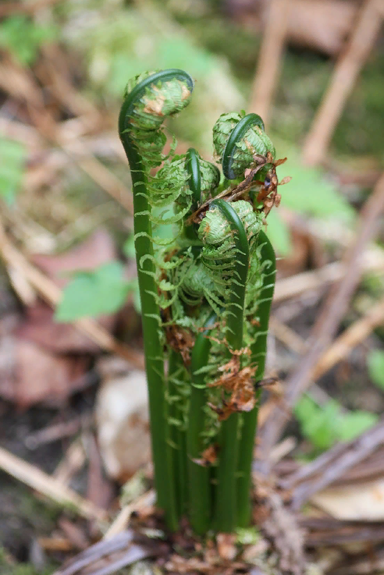 Как выглядит папоротник съедобный фото