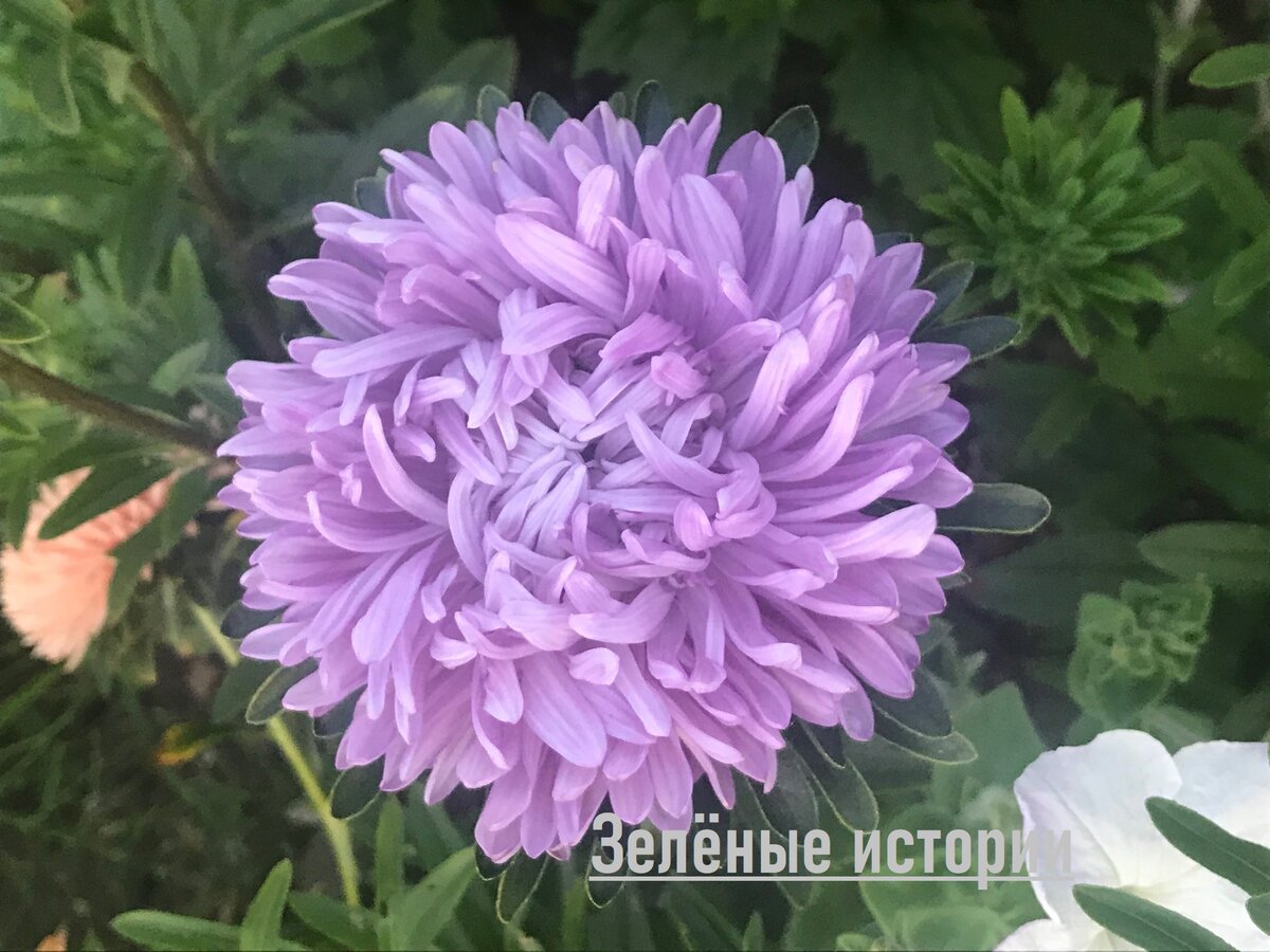 "Сиреневый туман"