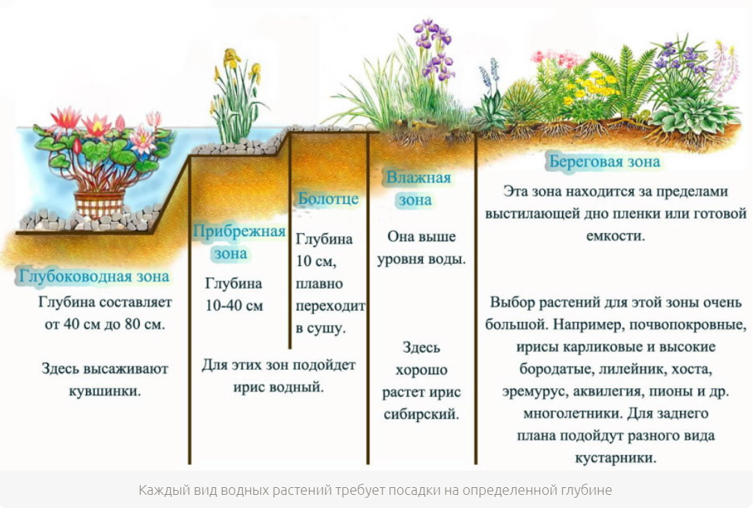 хитрости для сада и огорода. посадка растений. воду можно сажать. воду можно сажать. посадка растений в саду.