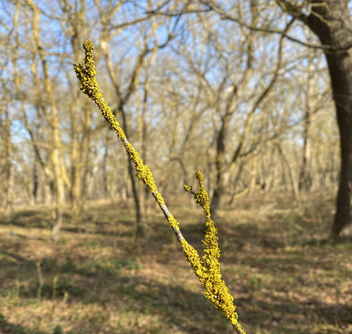 Самурский лес