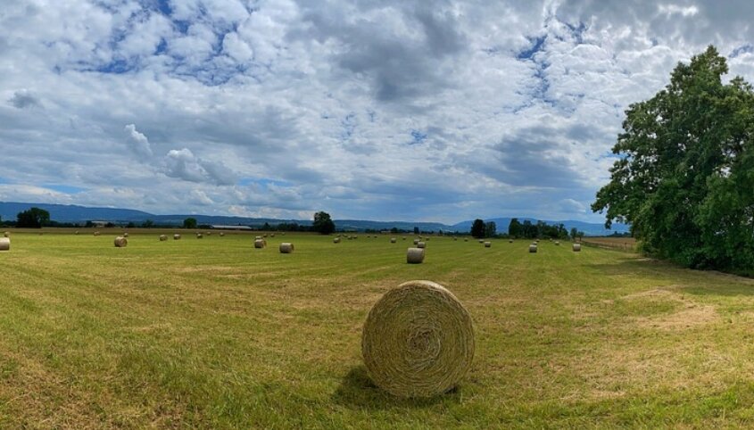 Источник фото: pixabay.com