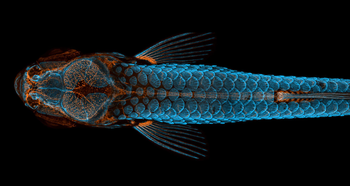 Вид сверху на кости и чешую (синие) и лимфатические сосуды (оранжевые) малька рыбки Данио / Daniel Castranova, Dr. Brant Weinstein & Bakary Samasa/Nikon Small World 