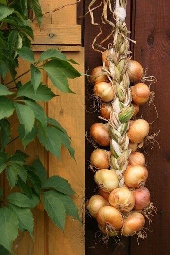 Лук от семи недуг!